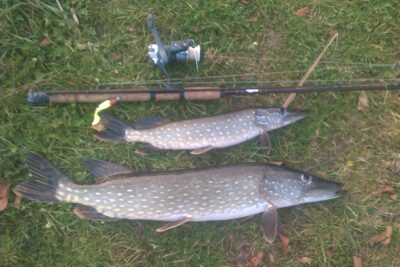 Northern Pike, 3.5 kg — Palazdijis