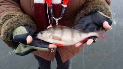 Eurasian perch — Sidabravo