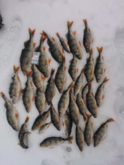 Eurasian perch, 0.7 kg — Mūšėjus
