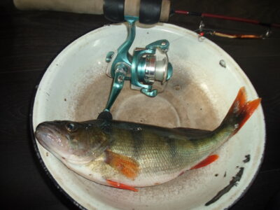 Eurasian perch — Gavys