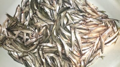 European smelt, 7.4 kg — Kuršių