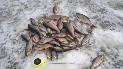 Roach, 0.3 kg — Mēmele
