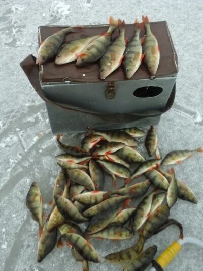 Eurasian perch ×50