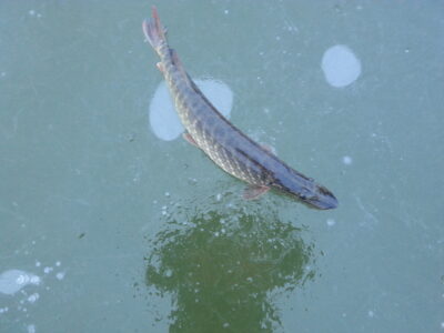 Northern Pike, 2.0 kg