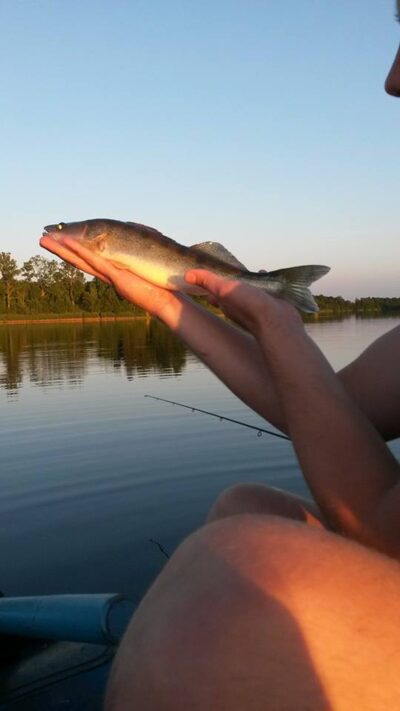 Pike perch, 0.8 kg — Vaitiekūnų