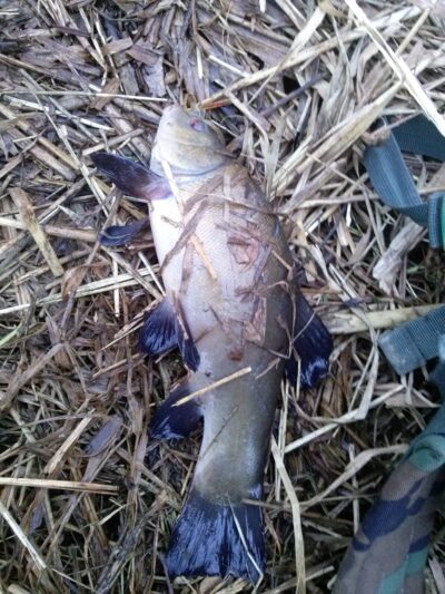 Tench