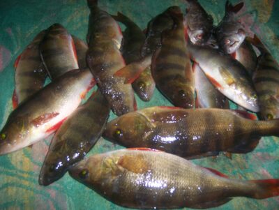 Eurasian perch ×12 — Lėvuo