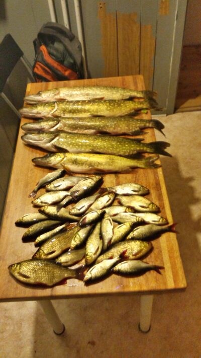 Northern Pike ×5