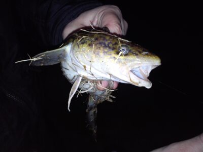 Burbot — Neris River