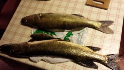Pike perch, 2.8 kg — Alnässjön