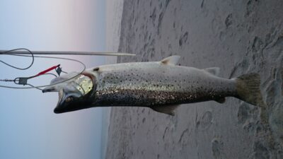 Atlantic salmon, 3.8 kg