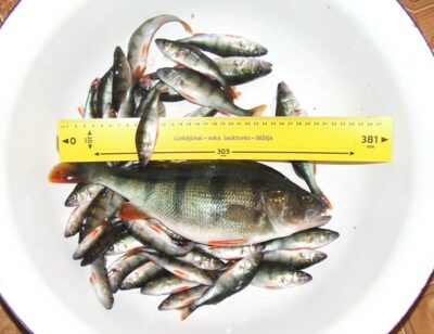 Eurasian perch, 0.6 kg — Čičirys