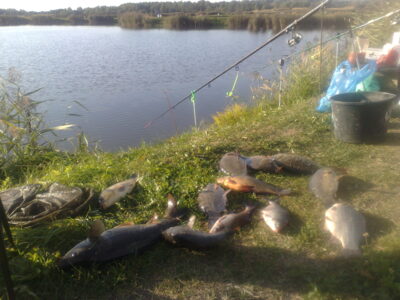 Carp ×11 — Butrimonių