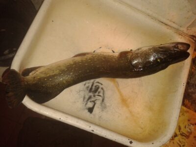 Northern Pike, 2.3 kg