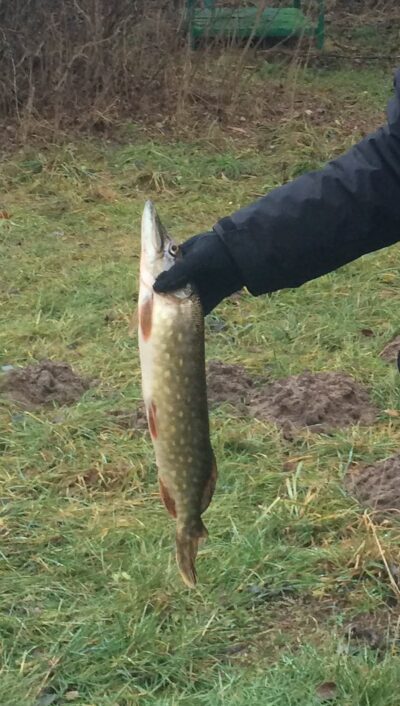 Northern Pike, 1.1 kg — Elektrėnai reservoir