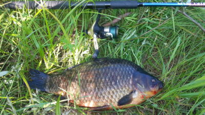Crucian carp, 1.8 kg