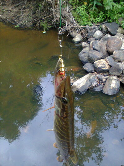 Northern Pike — Pala