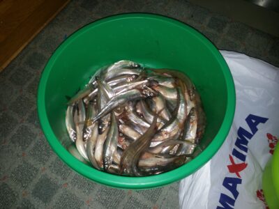 European smelt — Kuršių