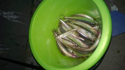 European smelt ×122 — Kuršių
