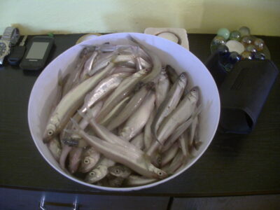 European smelt ×105 — Smiltinė