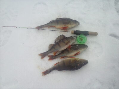 Eurasian perch ×4 — Kupiškio