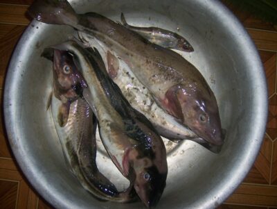 Atlantic cod — Baltic Sea