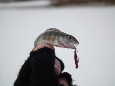 Eurasian perch ×5 — Karvys