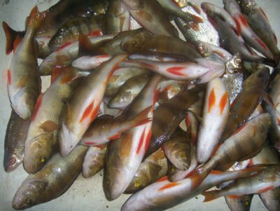Eurasian perch ×24 — Švobiškio