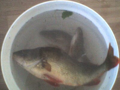Eurasian perch, 1.0 kg