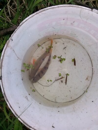 Eurasian perch ×2 — Neman River