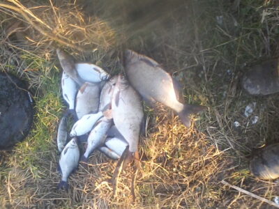 Carp bream ×2 — Minija