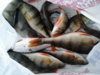 Eurasian perch