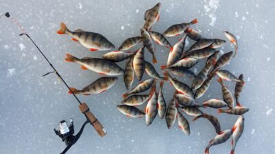 Eurasian perch — Sidabravo