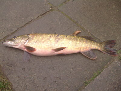 Northern Pike, 3.0 kg — Baisogalos I-asis