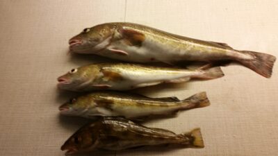 Atlantic cod ×4