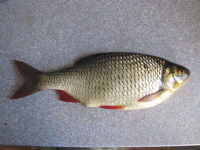 Rudd, 0.3 kg — Klaipėdos