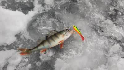 Eurasian perch