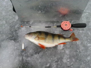 Eurasian perch