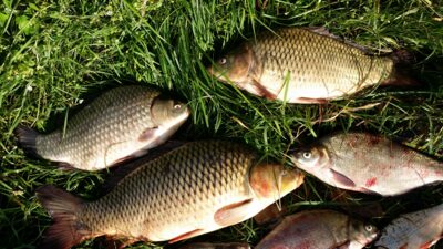 Carp