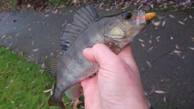 Eurasian perch — Sheffield and South Yokshire Navigation