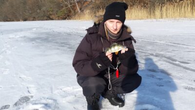 Eurasian perch, 0.3 kg — Balsys
