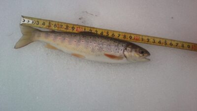 Brown Trout, 0.3 kg — Minija
