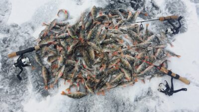 Eurasian perch — Sidabravo