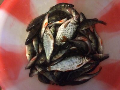Eurasian perch ×40 — Ilgės