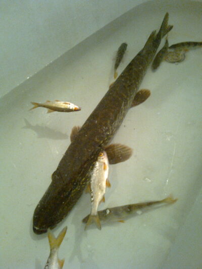 Northern Pike, 3.0 kg