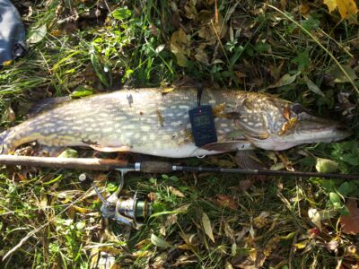 Northern Pike, 6.4 kg — Giedrys
