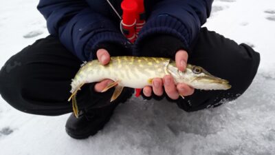 Northern Pike — Balsys