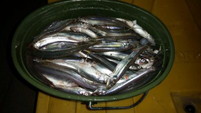 European smelt, 5.6 kg — Kuršių