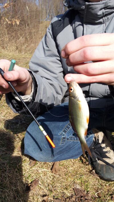 Roach ×2 — Jeruzalės