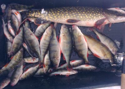 Eurasian perch